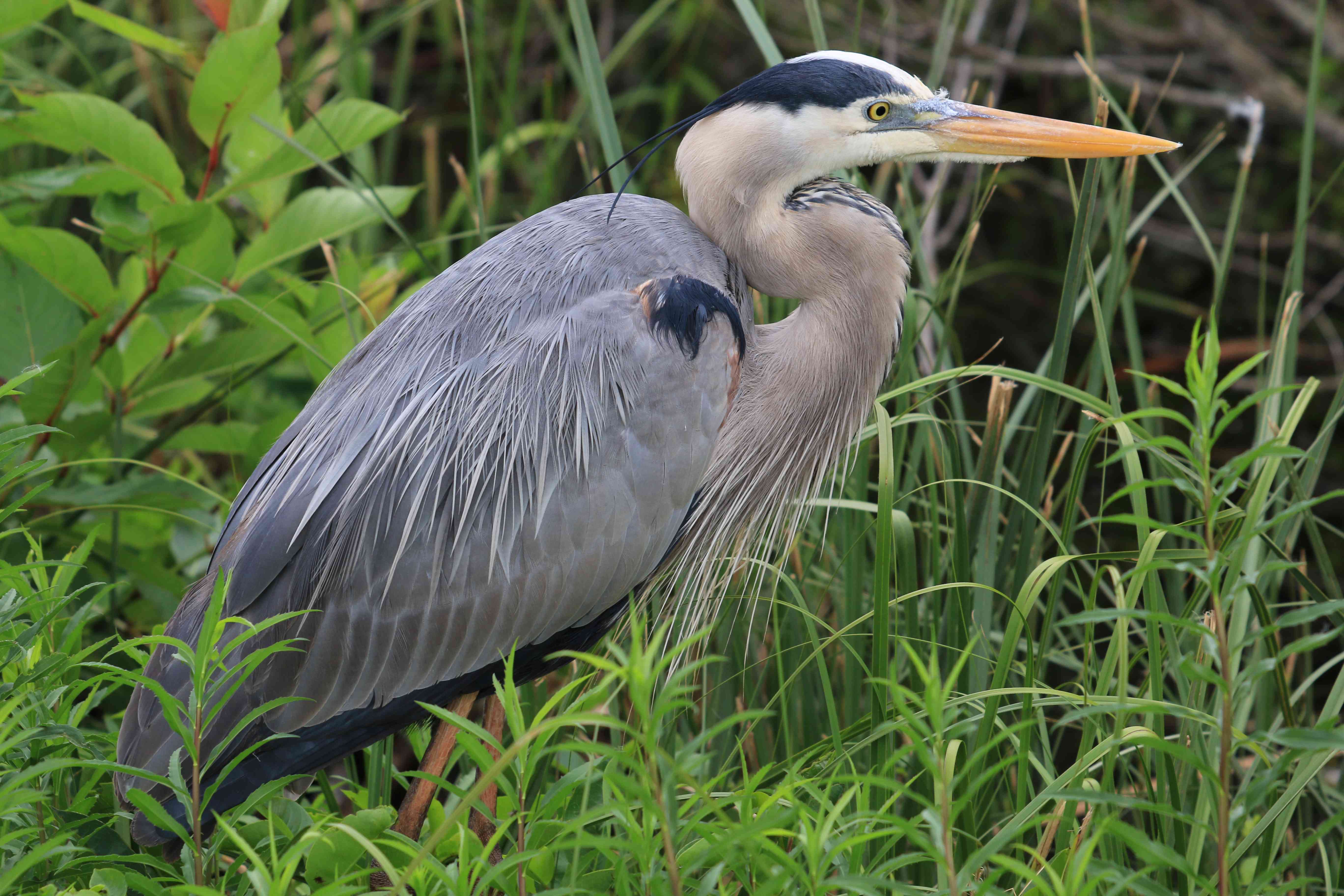 Great Blue Heron